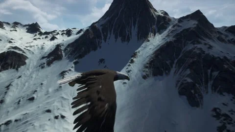 Bald Eagle Soaring Over Snowy Mountain Peaks in Wild Nature Video stock 339077718