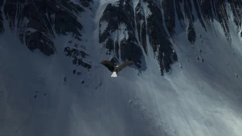 Bald Eagle Soaring Over Snowy Mountain Peak with Cracked Ice Stock Footage 339077859