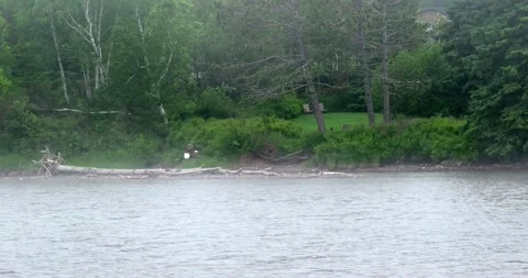 Bald eagle soaring overhead and landing by fog covered water Stock Footage 283153988