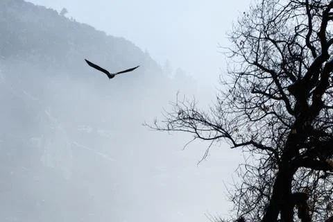 Bald eagle soaring Stock Photos