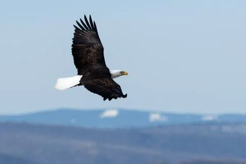 Bald eagle soaring Stock Photos