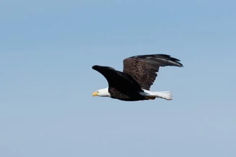 Bald eagle soaring Stock Photos