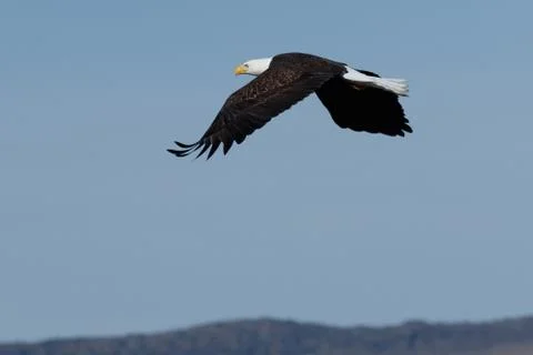 Bald eagle soaring Stock Photos