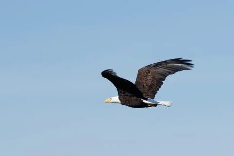Bald eagle soaring Stock Photos