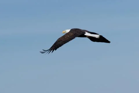 Bald eagle soaring Stock Photos