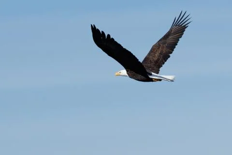 Bald eagle soaring Stock Photos