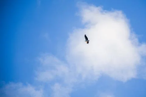 Bald eagle soaring with prey against bright blue sky Stock-Fotos