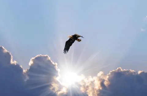 Bald Eagle Soaring In the Sky Over the Sunrays Coming Through The Clouds Stock Photos