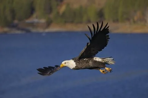Bald eagle soaring with spread wings. Stock Photos