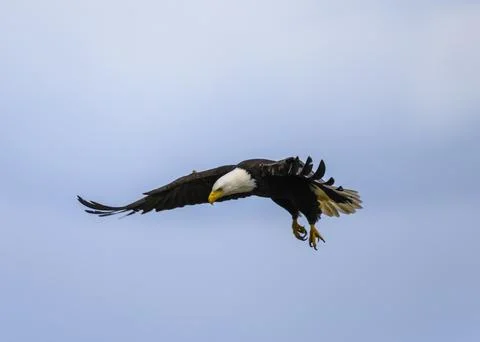 Bald eagle soaring through the sky in search of prey above a tranquil landsca Fotos de archivo