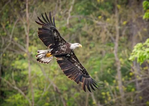 Bald eagle soars above a forested landscape Stock Photos