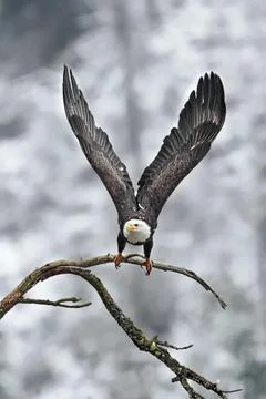 Bald eagle soars from branch. Stock Photos