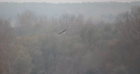 Bald eagle soars in the distance, 4K slomo Stock Footage 166176080
