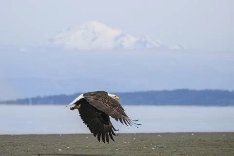 Bald eagle soars gracefully over the shoreline with mountains in the backgr.. Stock Photos