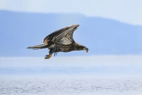 Bald eagle soars over water with fish in its talons during bright daylight .. Stock Photos