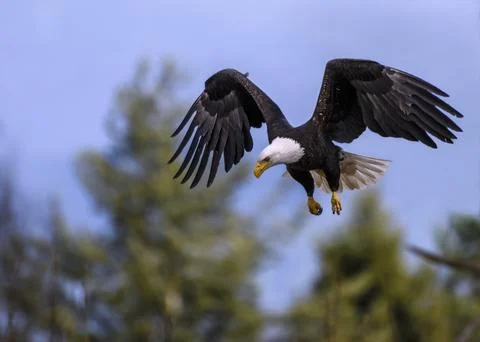 Bald eagle soars through blue sky above lush green trees in natural habitat.. Photos