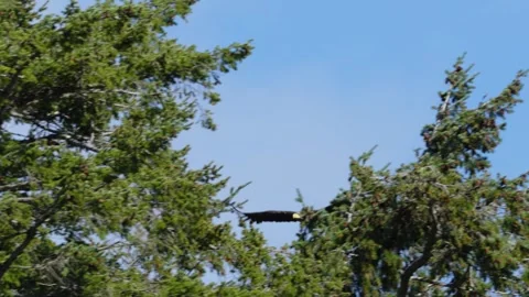 Bald Eagle Soars Through Forest Canopy and Lands on Tree Top Stock Footage 332640626