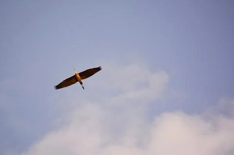 A bald eagle soars through the night sky with moon and clouds Stock Photos