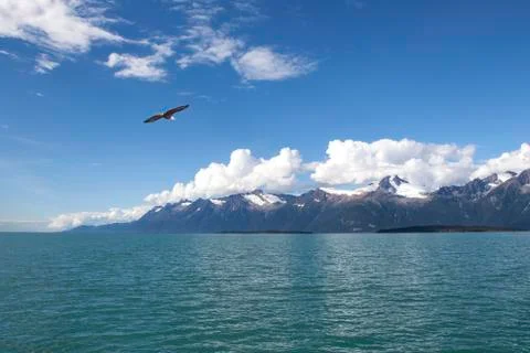 Bald Eagle in Southeast Alaska Stock Photos