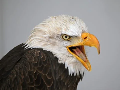 Bald eagle speaking Stock Photos