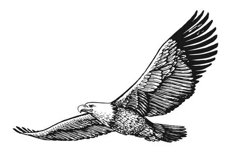 BALD EAGLE with spread wings in flight isolated on white. Hand drawn sketch bird Stock Illustration