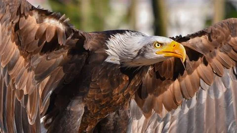 Bald eagle with spread wings landing in foreground Stock Photos