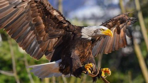 Bald eagle with spread wings landing in foreground Foto stock