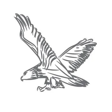 Bald Eagle With Spreaded Wings for symbol or logo design. Line art style Vector Stock Illustration