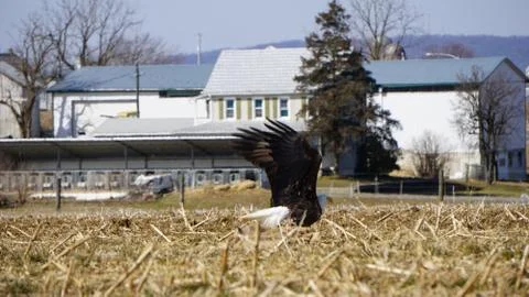 Bald Eagle spreads wings to fly with farm house Stockfoto's