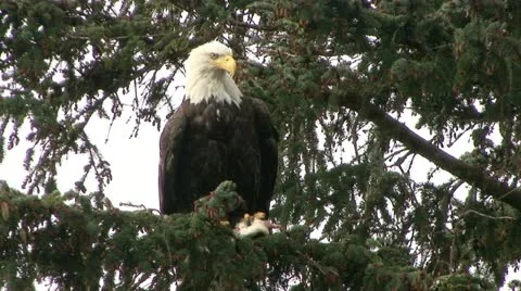 BALD EAGLE IN SPRUCE TREE Video stock 15889789