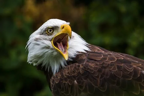 Bald Eagle squawking Stock Photos