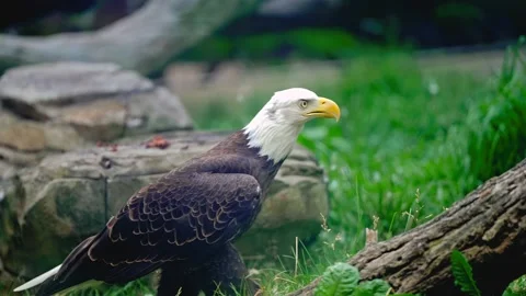 Bald Eagle Standing Alert Near a Wooden Log in a Forest Stock Footage 341645435
