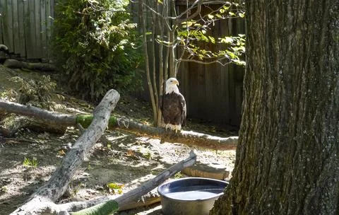 Bald eagle standing on branch in sunlight Stock Photos