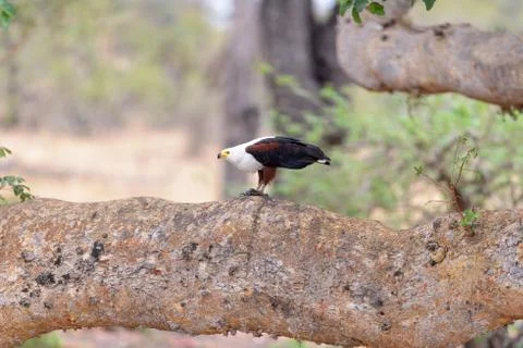 Bald eagle standing on a broken tree Stock Photos