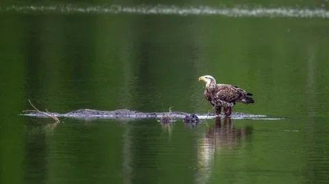 Bald Eagle Standing in an Emerald Pond near the Chesapeake Bay Stock Photos