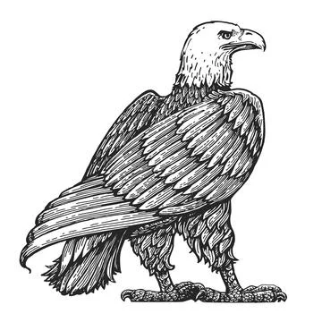 Bald Eagle standing life size isolated on white. Hand drawn sketch bird vector Stock Illustration