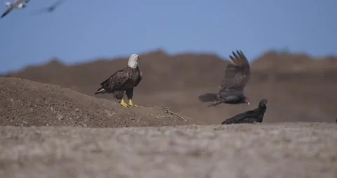 Bald Eagle standing on mound with birds and vultures flying around Stock Footage 288855375