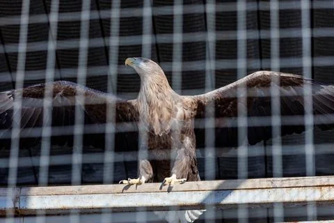 A bald eagle is standing on a railing Stock Photos