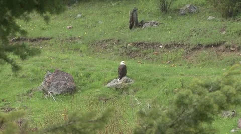 Bald Eagle standing on rock Stock Footage 12766434