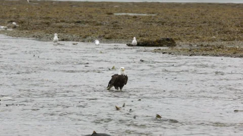 Bald Eagle Standing in Shallow Tidal Channel Surrounded by Gulls Stock Footage 346010006