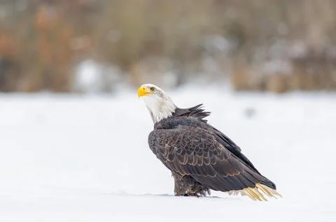 Bald Eagle Standing in Snowy Field. Majestic Wild Bird Portrait in Winter Stock Photos