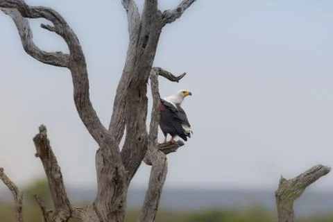 Bald eagle standing on a tree while looking behind Stock Photos