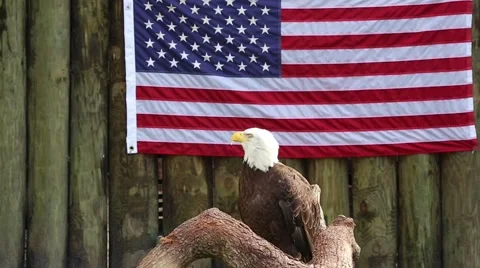 Bald Eagle stands in front of the American flag in Florida, USA. Stock Footage 46490117