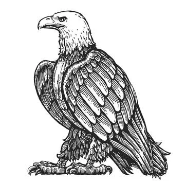 Bald eagle stands in full growth, isolated on white. Hand drawn animal bird in Stock Illustration