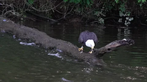 Bald eagle stands on a log in a river and looks for food during daylight Stock Footage 336489704