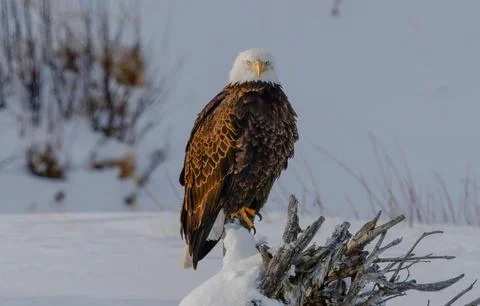 Bald eagle stands in a snowy field 스톡 사진