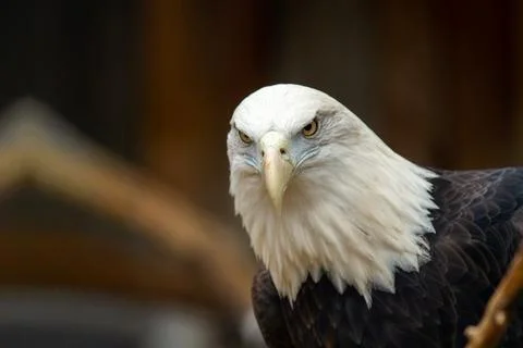 A bald eagle is staring at the camera with its beak open Foto stock