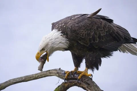 Bald eagle starts to swallow a fish. Stock Photos