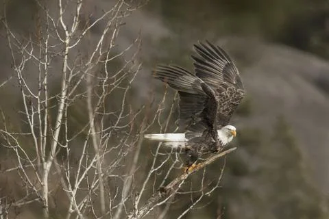 Bald eagle startss to take off from branch. Stock Photos