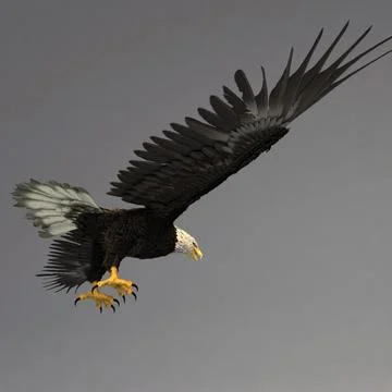 Bald Eagle Static 3d Model Download 91432878 Pond5